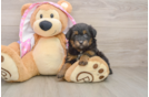 Mini Aussiedoodle Puppy for Adoption