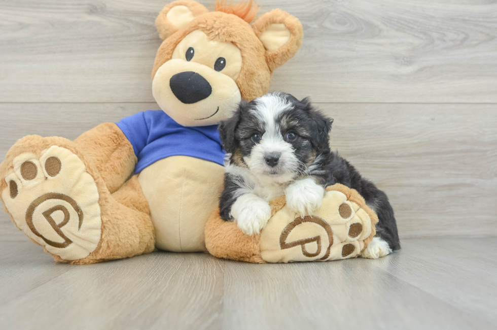 6 week old Mini Aussiedoodle Puppy For Sale - Simply Southern Pups