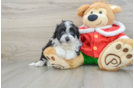 Playful Mini Aussiepoodle Poodle Mix Puppy