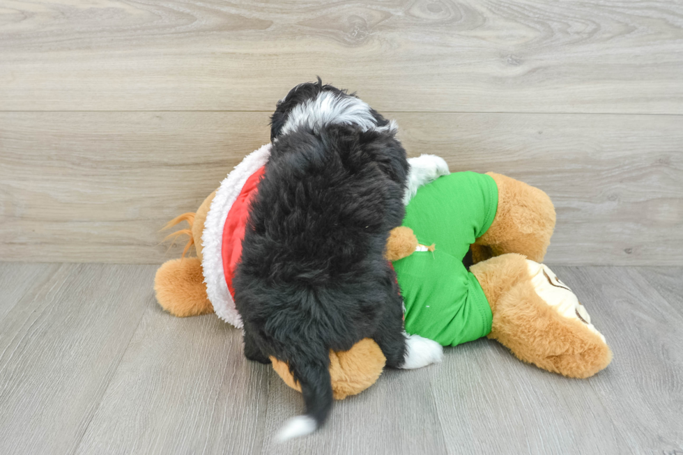 Mini Aussiedoodle Pup Being Cute