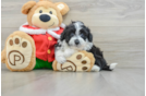 Sweet Mini Aussiedoodle Baby