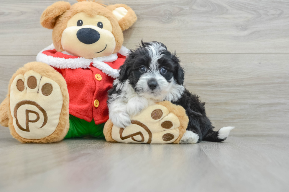 6 week old Mini Aussiedoodle Puppy For Sale - Simply Southern Pups