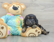 8 week old Mini Aussiedoodle Puppy For Sale - Simply Southern Pups
