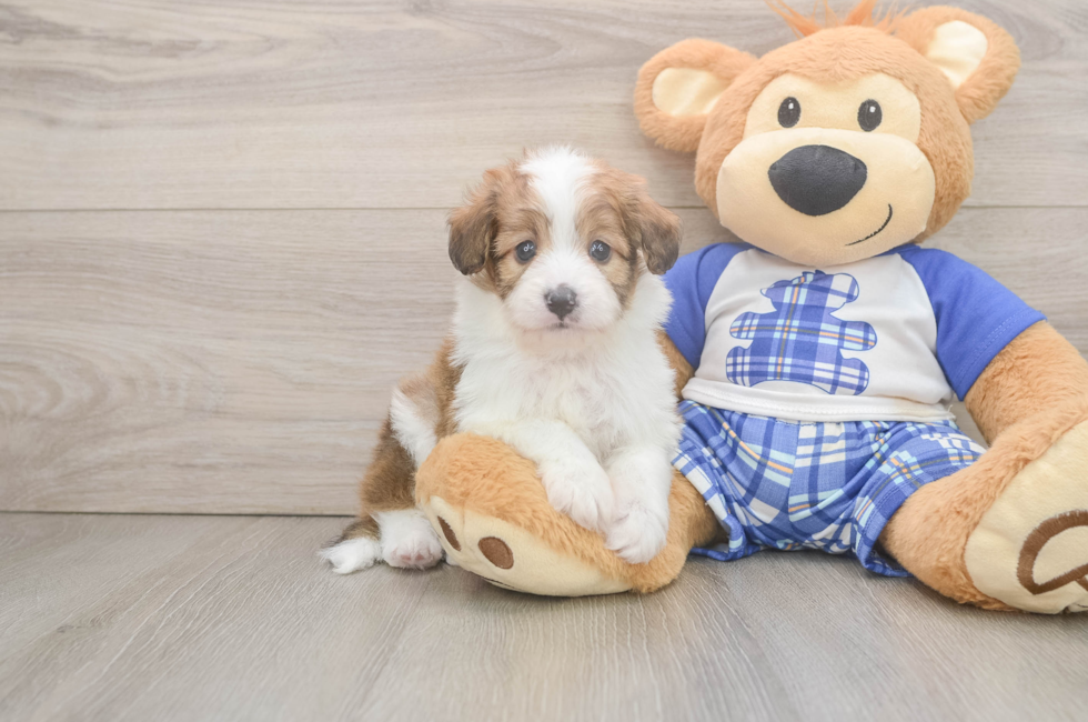 5 week old Mini Aussiedoodle Puppy For Sale - Simply Southern Pups