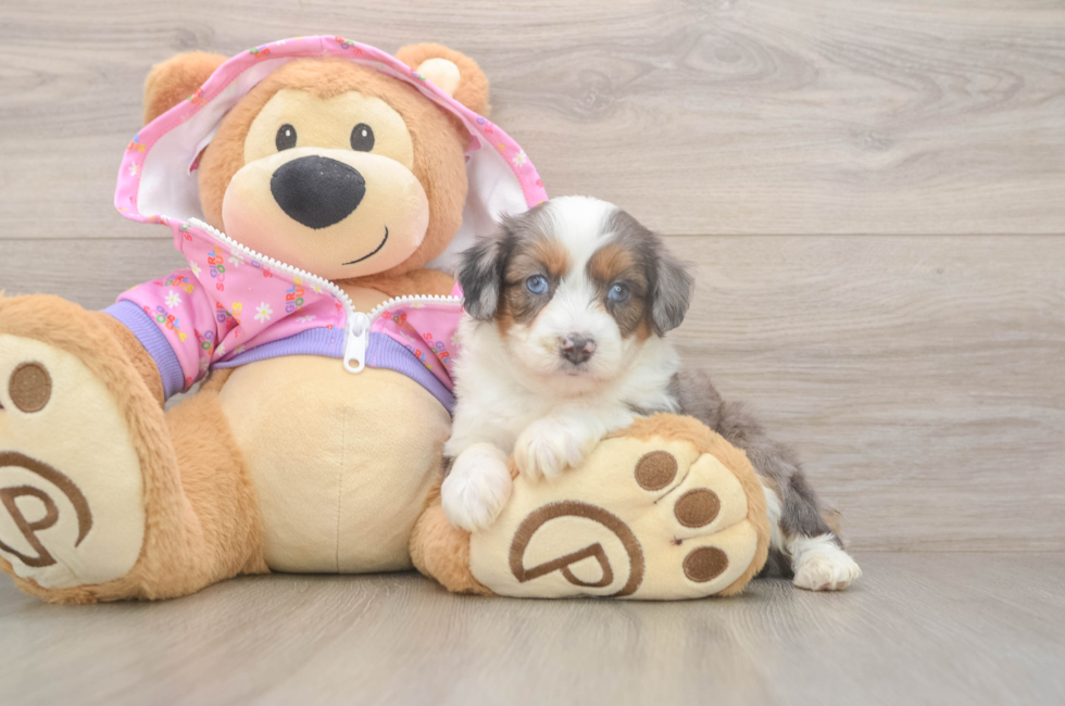 5 week old Mini Aussiedoodle Puppy For Sale - Simply Southern Pups