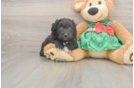 Petite Mini Aussiedoodle Poodle Mix Pup