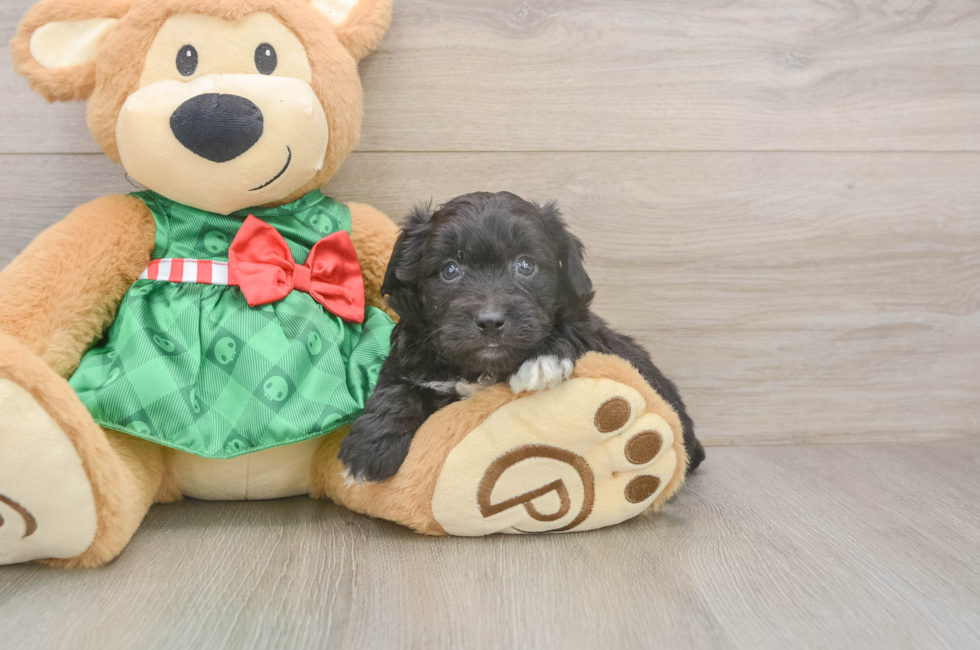 5 week old Mini Aussiedoodle Puppy For Sale - Simply Southern Pups