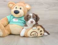 8 week old Mini Aussiedoodle Puppy For Sale - Simply Southern Pups