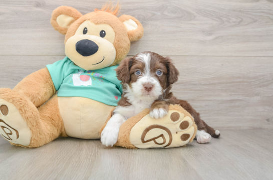 Smart Mini Aussiedoodle Poodle Mix Pup