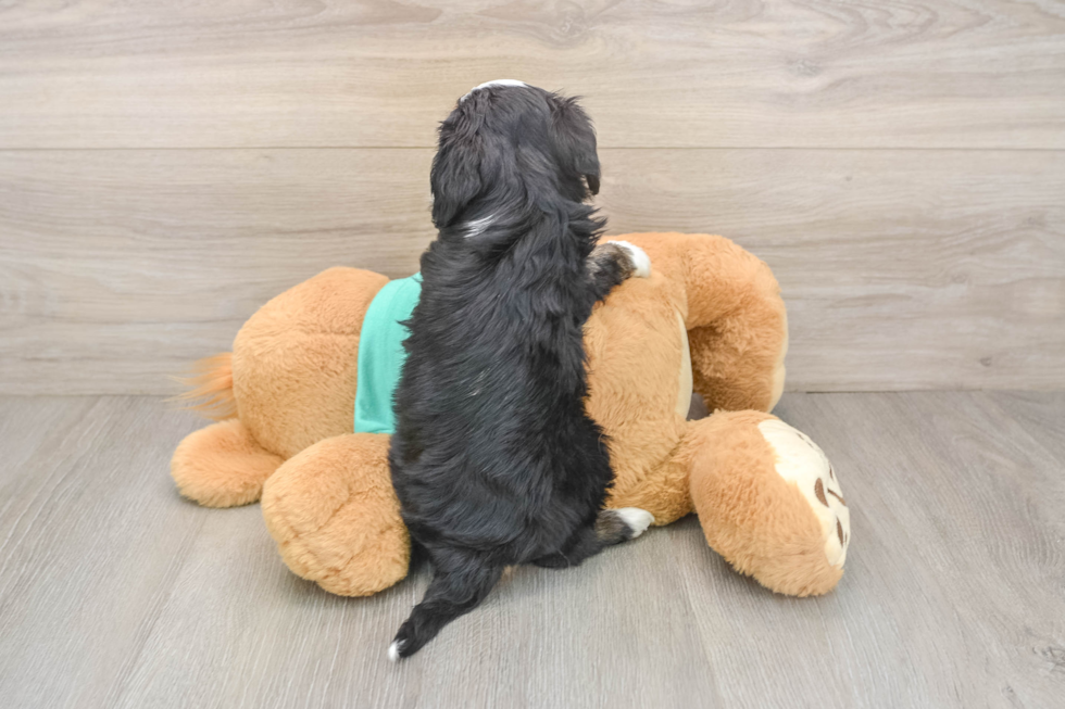 Cute Mini Aussiedoodle Baby