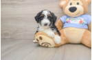 Mini Aussiedoodle Pup Being Cute