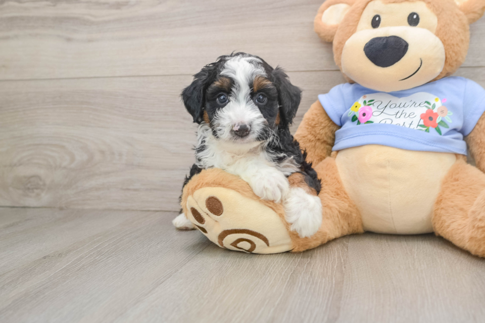 Mini Aussiedoodle Pup Being Cute