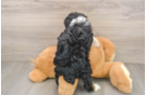 Sweet Mini Aussiedoodle Baby