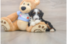 Sweet Mini Aussiedoodle Baby