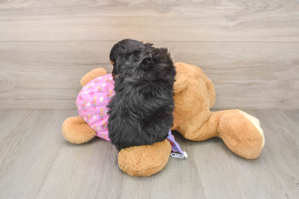 Mini Aussiedoodle Pup Being Cute