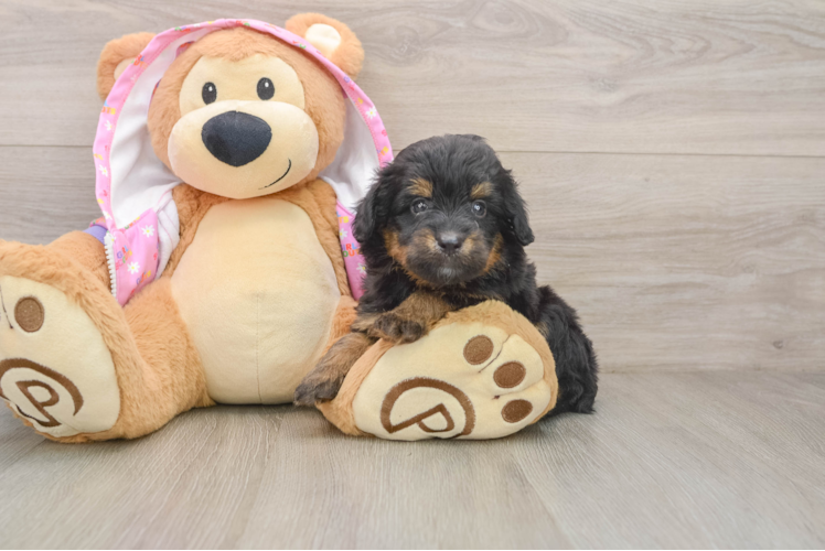 Best Mini Aussiedoodle Baby
