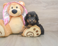 8 week old Mini Aussiedoodle Puppy For Sale - Simply Southern Pups