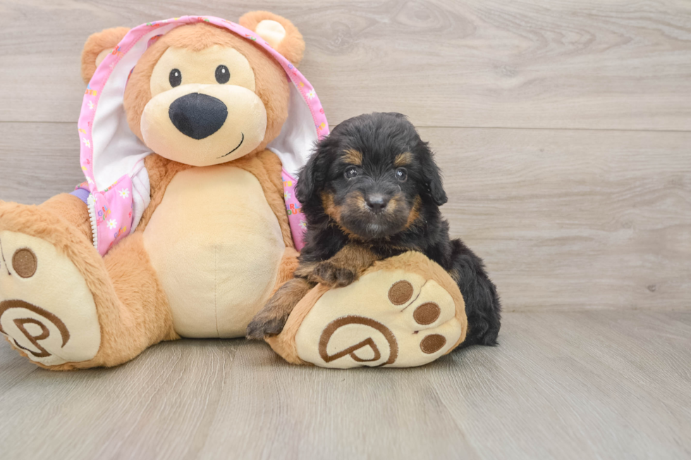 Best Mini Aussiedoodle Baby