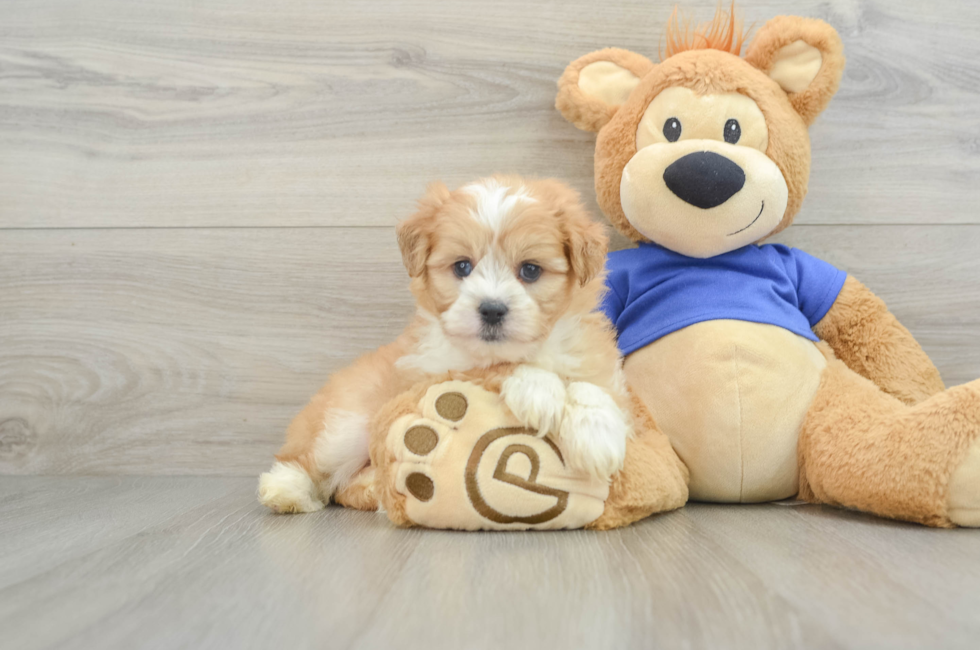 6 week old Mini Aussiedoodle Puppy For Sale - Simply Southern Pups