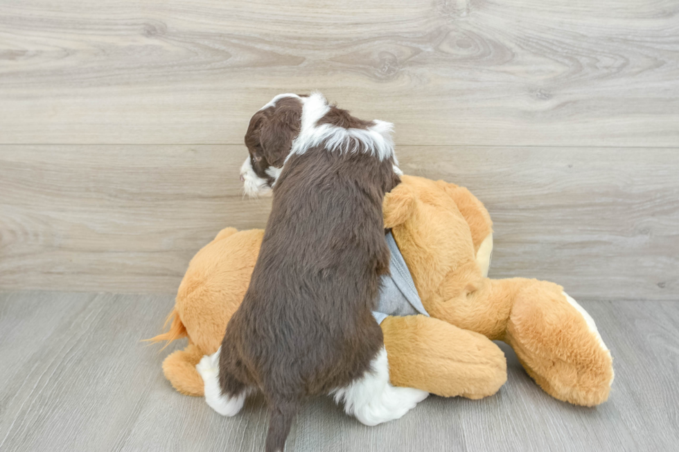 Smart Mini Aussiedoodle Poodle Mix Pup