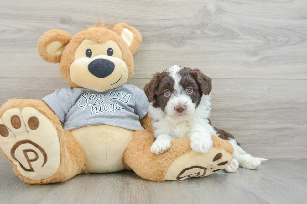 5 week old Mini Aussiedoodle Puppy For Sale - Simply Southern Pups