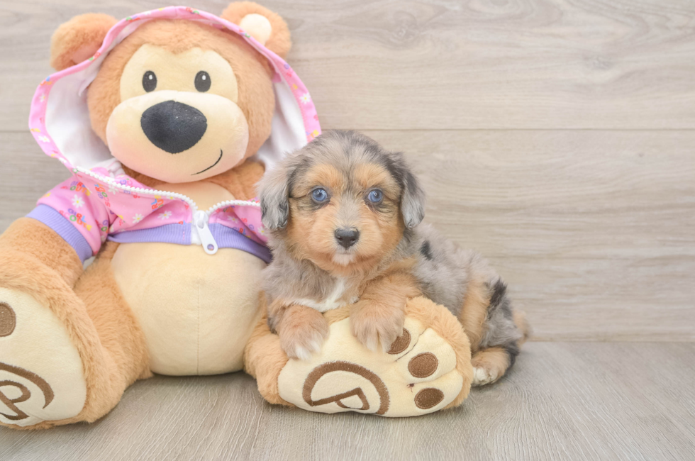 5 week old Mini Aussiedoodle Puppy For Sale - Simply Southern Pups