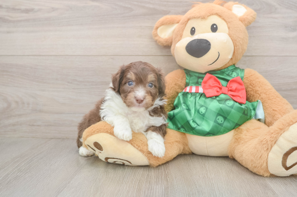 5 week old Mini Aussiedoodle Puppy For Sale - Simply Southern Pups