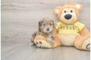 Popular Mini Aussiedoodle Poodle Mix Pup