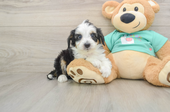 Best Mini Aussiedoodle Baby