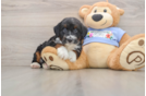 Mini Aussiedoodle Puppy for Adoption
