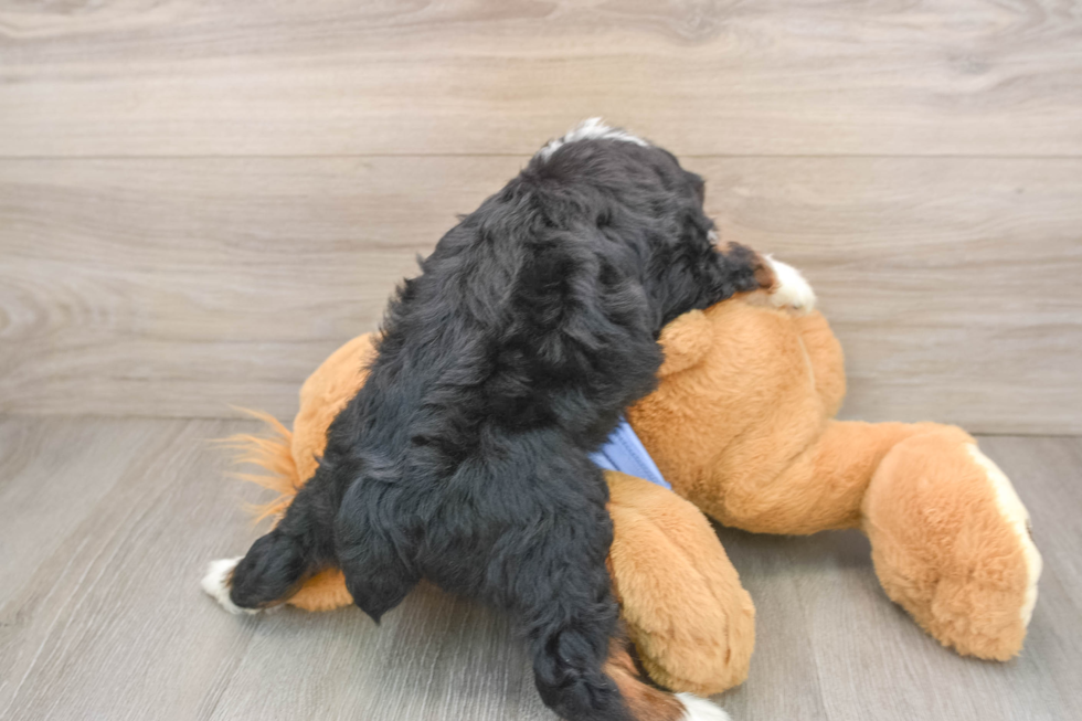 Energetic Aussiepoo Poodle Mix Puppy