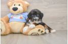 Best Mini Aussiedoodle Baby