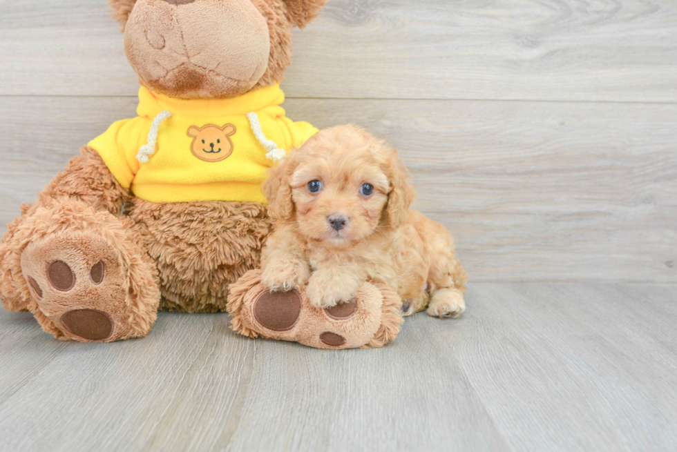 Mini Aussiedoodle Pup Being Cute