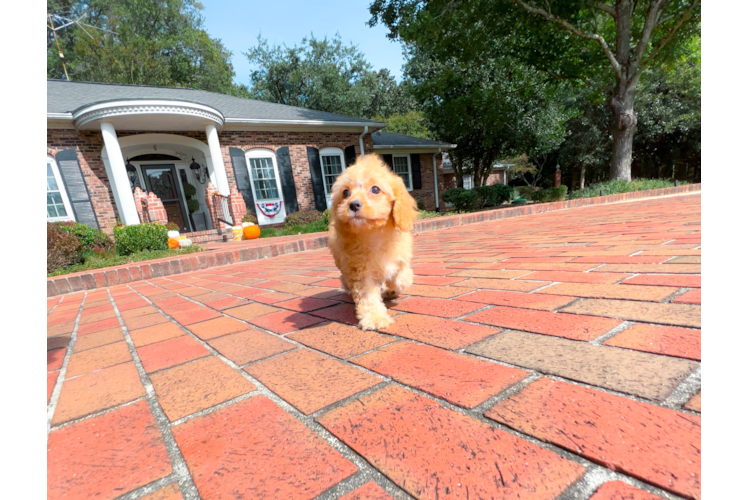 Cute Mini Aussiedoodle Baby