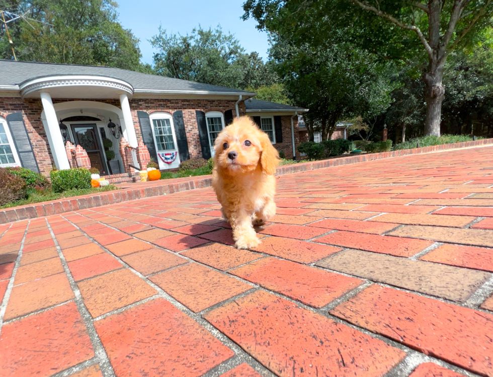 Cute Mini Aussiedoodle Baby