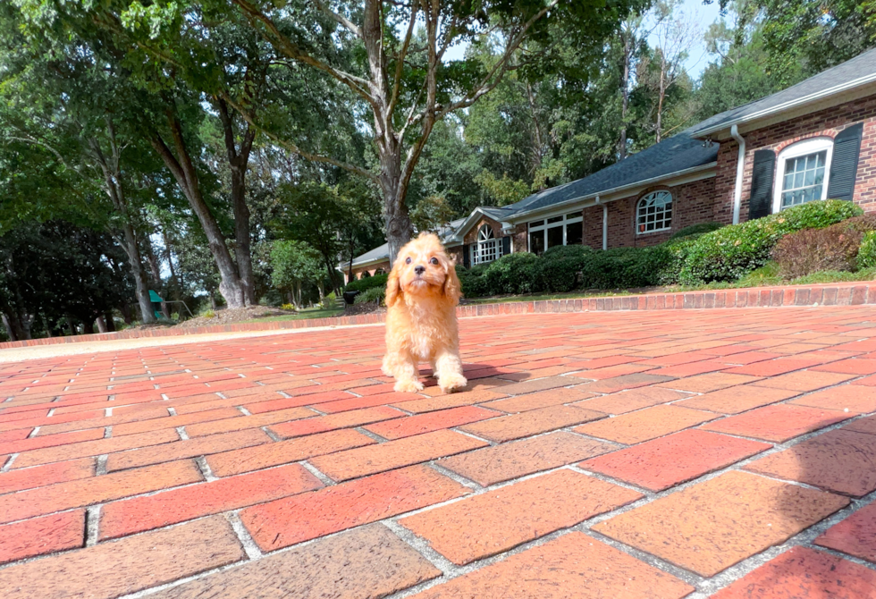Cute Mini Aussiedoodle Baby