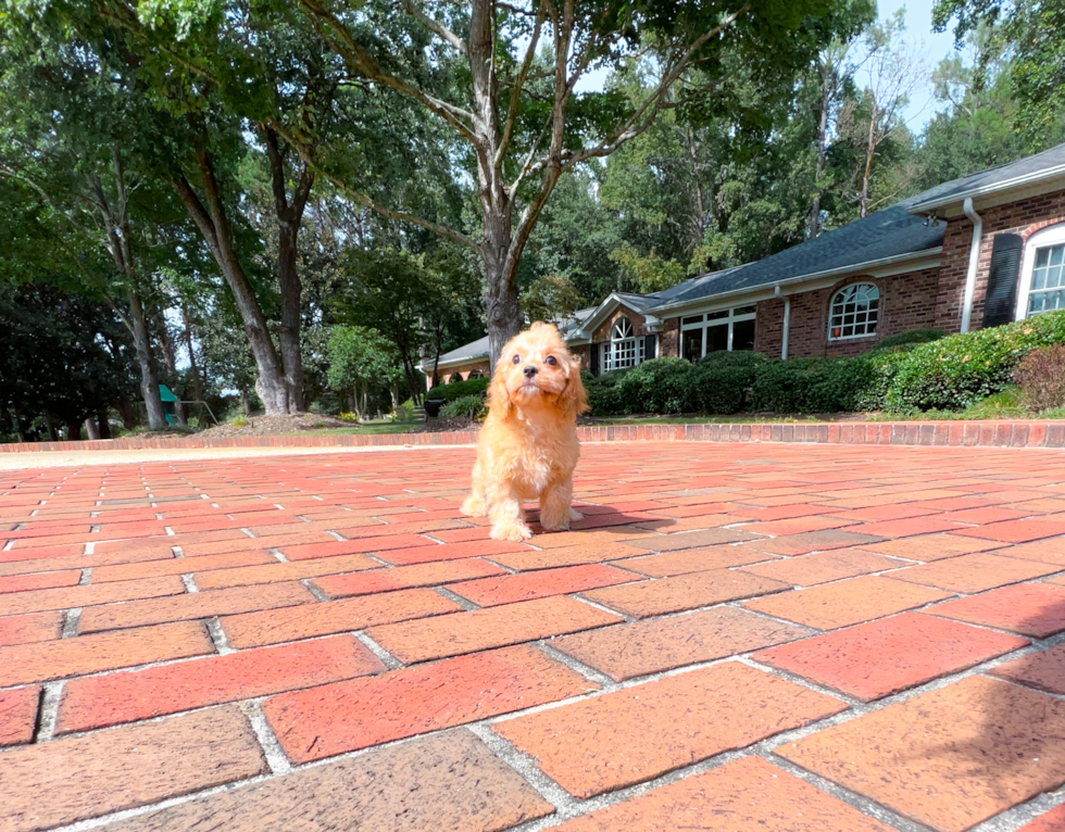 Best Mini Aussiedoodle Baby