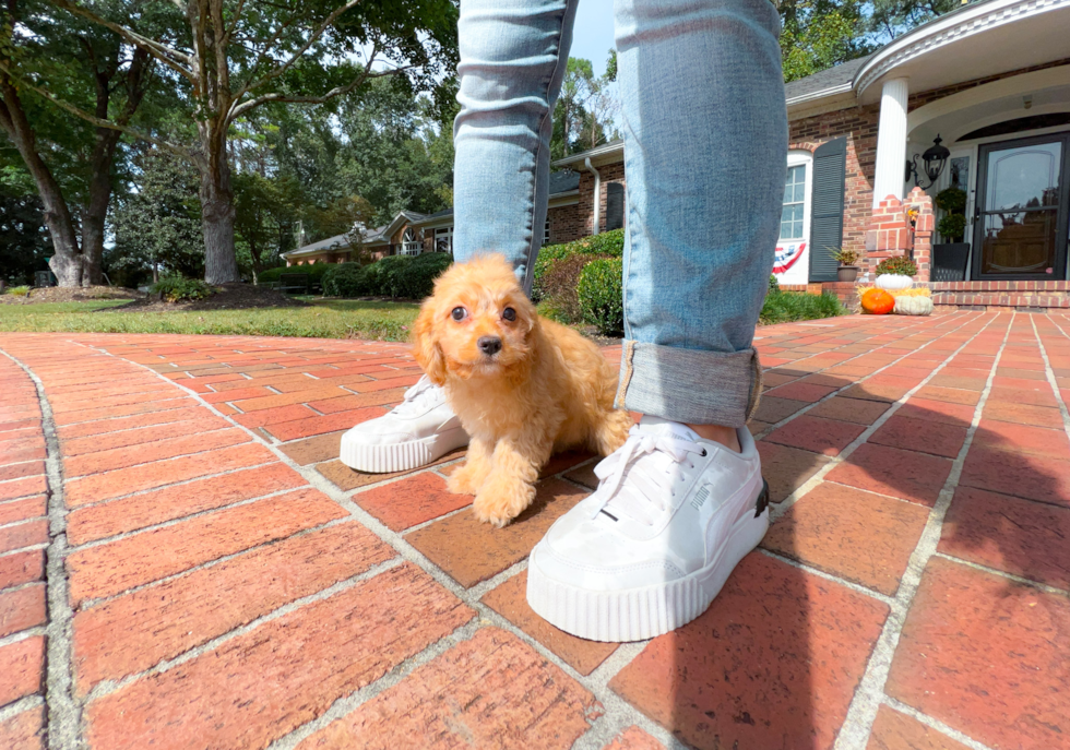 Mini Aussiedoodle Puppy for Adoption