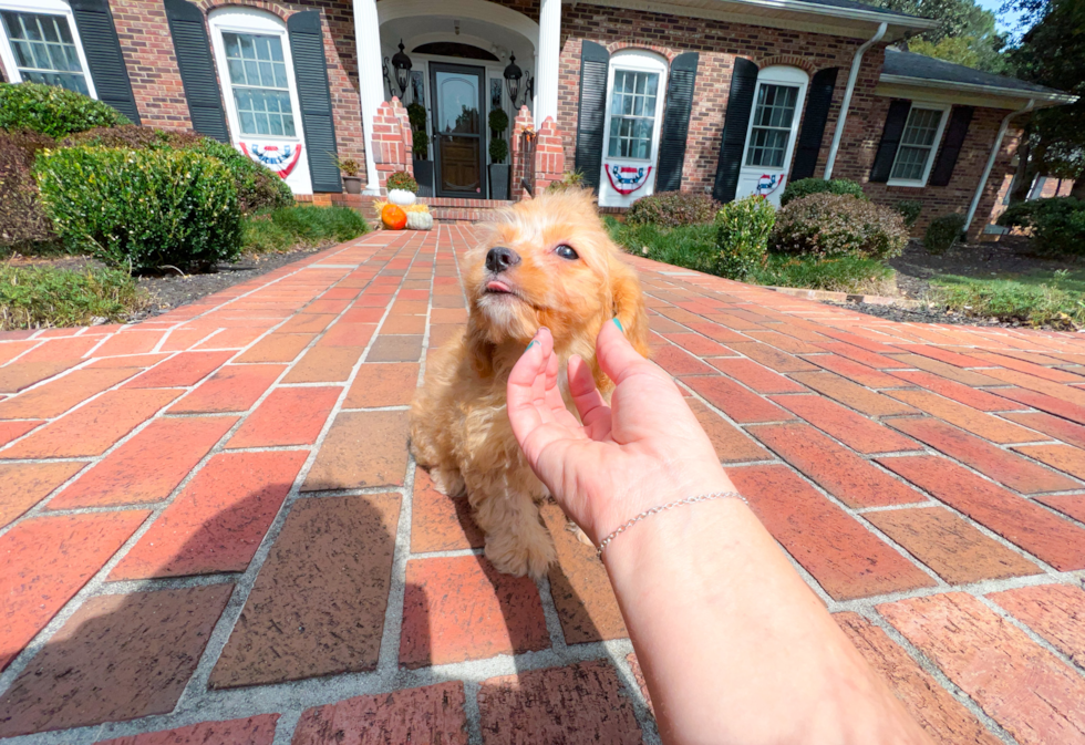Mini Aussiedoodle Puppy for Adoption