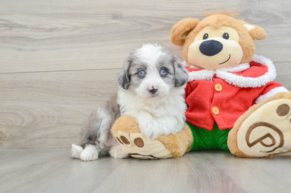 Best Mini Aussiedoodle Baby