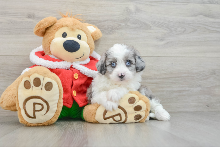 Best Mini Aussiedoodle Baby