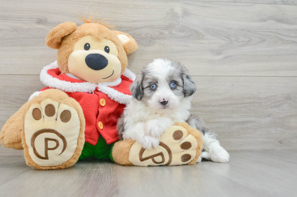 6 week old Mini Aussiedoodle Puppy For Sale - Simply Southern Pups