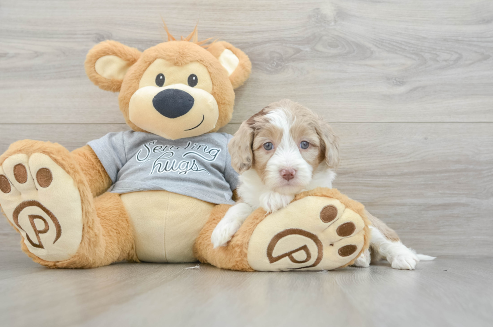 5 week old Mini Aussiedoodle Puppy For Sale - Simply Southern Pups