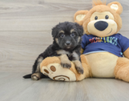 8 week old Mini Aussiedoodle Puppy For Sale - Simply Southern Pups