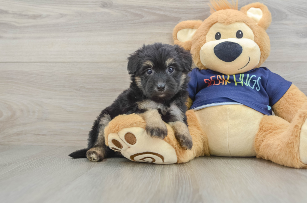6 week old Mini Aussiedoodle Puppy For Sale - Simply Southern Pups