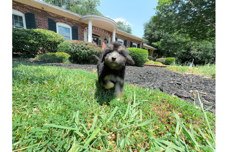 Cute Mini Aussiedoodle Poodle Mix Pup