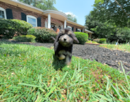 9 week old Mini Aussiedoodle Puppy For Sale - Simply Southern Pups