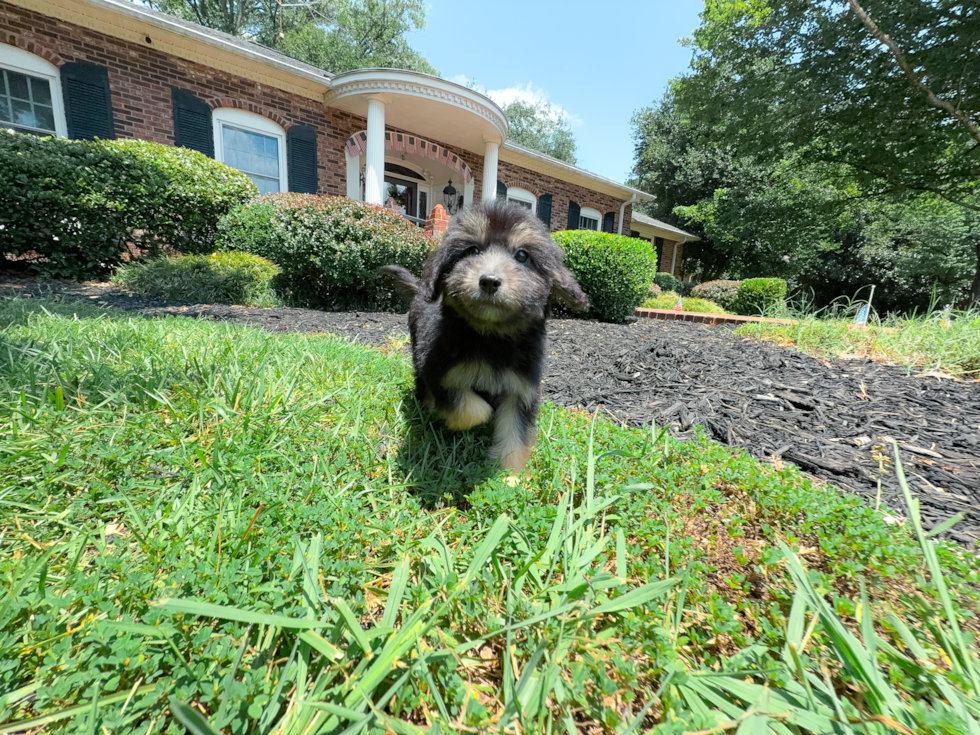 Cute Mini Aussiedoodle Poodle Mix Pup