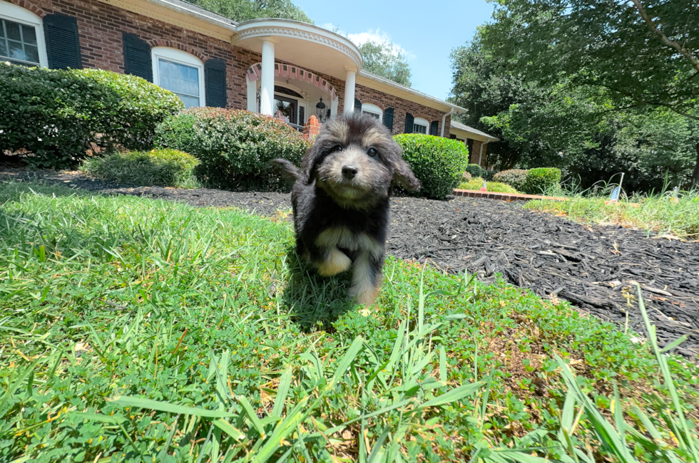 9 week old Mini Aussiedoodle Puppy For Sale - Simply Southern Pups