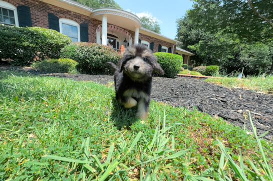 Cute Mini Aussiedoodle Poodle Mix Pup